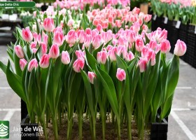 Tulipa Delta Chic ® (1)